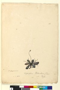 Pagina 123. Lagenophora billardieriLagenophora gracilis